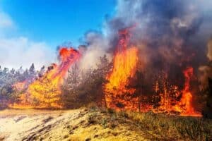 A large wildfire burns through a forest, with tall flames and thick smoke rising above pine trees under a blue sky.