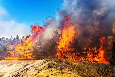 A large wildfire burns through a forest, with tall flames and thick smoke rising above pine trees under a blue sky.