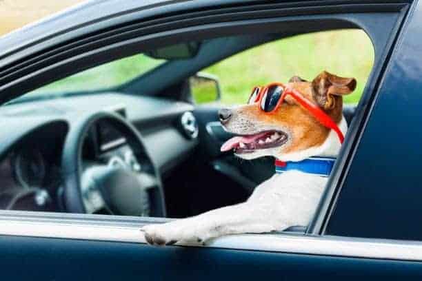 A dog wearing red sunglasses leans out of a car window with its tongue out, looking outside.