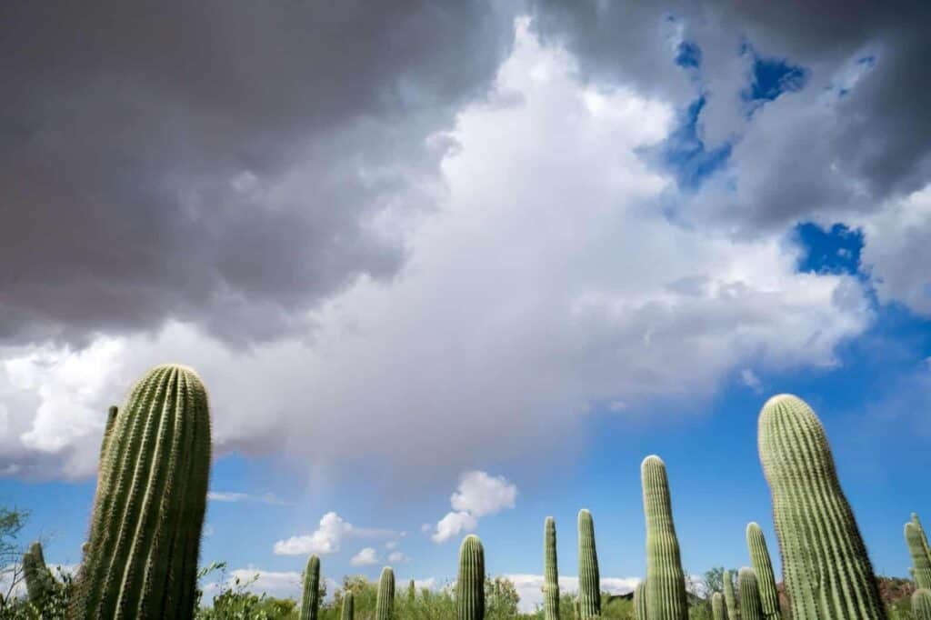 Tall saguaro cacti stand under a partly cloudy sky, with dark storm clouds covering part of the blue sky above a desert landscape.